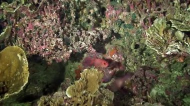 Parlak şeffaf suyun arka planında eşsiz bir deniz tabanı..