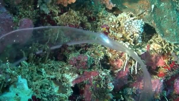 Beautiful unique sea floor on a background of bright transparent water. — Stock Video