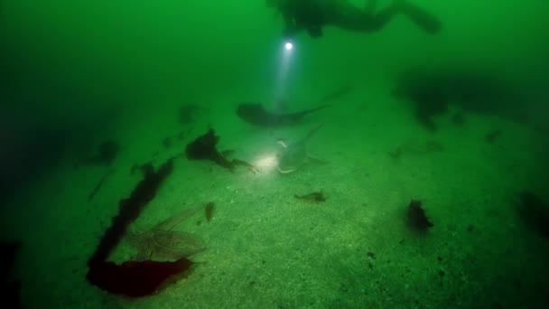 Undersøiske krat af tang tang tang i havet af Okhotsk. – Stock-video