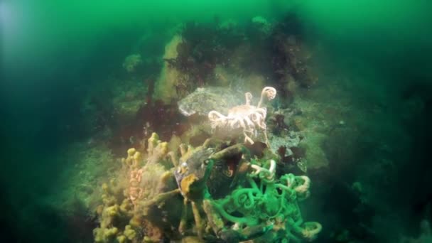 Onderwaterkreeften van zeewierkelp in de Zee van Okhotsk. — Stockvideo