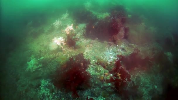 Okhotsk海海藻海带的水下灌丛. — 图库视频影像