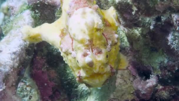 Un pez rana amarillo o rape flota bajo el agua — Vídeos de Stock