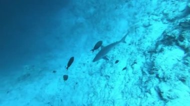 Gümüş uçlu köpekbalığı, Carcharhinus albimargin, mavi derinlikte yüzün..