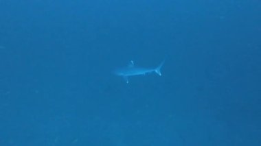 Gümüş uçlu köpekbalığı, Carcharhinus albimargin, mavi derinlikte yüzün..