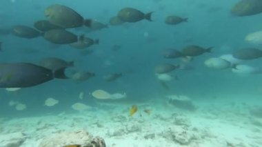 Gümüş uçlu köpekbalığı, Carcharhinus albimargin, mavi derinlikte yüzün..