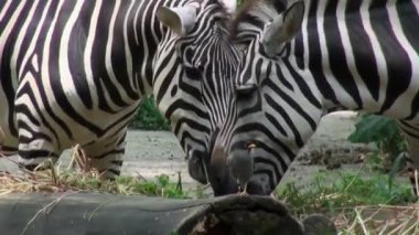 Zebraların ot yediği yere yakın..