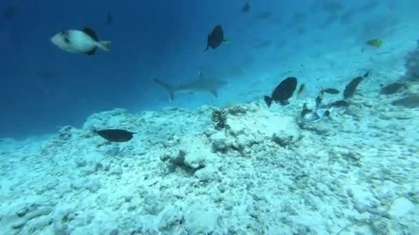Silvertip Haai, Carcharhinus albimargin, zwemmen in de blauwe diepte. — Stockvideo