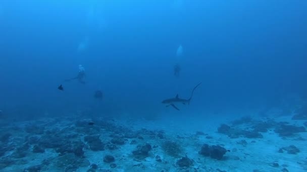 Pelagische Drempelvos haai, Alopias pelagicus, onderwater zwemmen in de blauwe oceaan. — Stockvideo