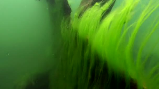 Green seaweed thickets of algae and grass on underwater bottom of Lake Baikal. — Stock Video