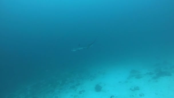 Pelagiska Thresher Fox Shark, Alopias pelagicus, undervattensbad i blå hav. — Stockvideo