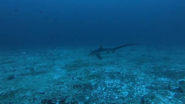 Pelagische Drempelvos haai, Alopias pelagicus, onderwater zwemmen in de blauwe oceaan. — Stockvideo