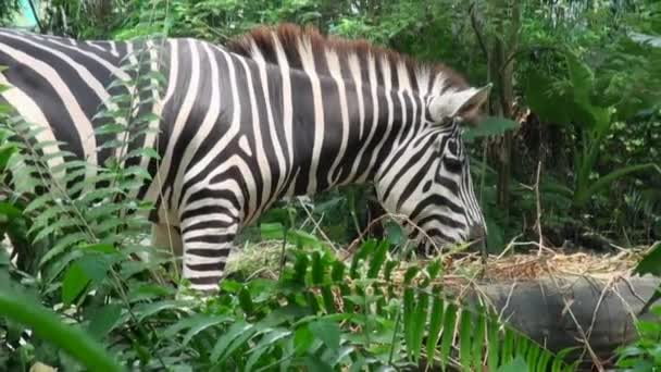 Close up of zebra eating grass field.