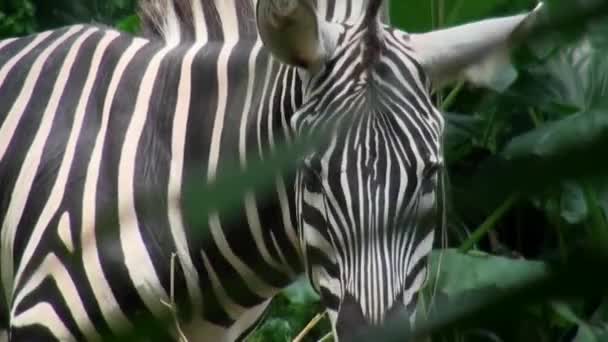 Närbild av zebra äta gräs fält. — Stockvideo