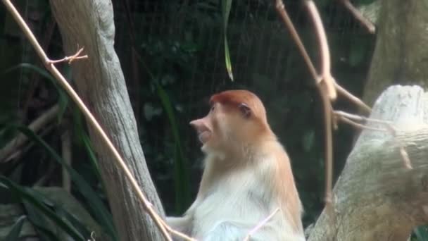 Közelkép a Wild Proboscis majomról vagy a Nasalis larvatusról. — Stock videók