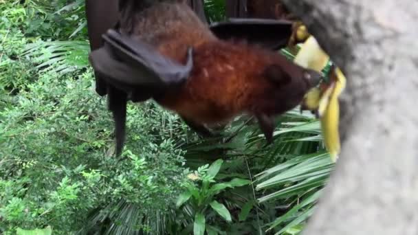 Ιπτάμενη αλεπού, νυχτερίδα, τρώγοντας φρούτα κρεμασμένα ανάποδα από την κορυφή ενός δέντρου σε ζωολογικό κήπο. — Αρχείο Βίντεο