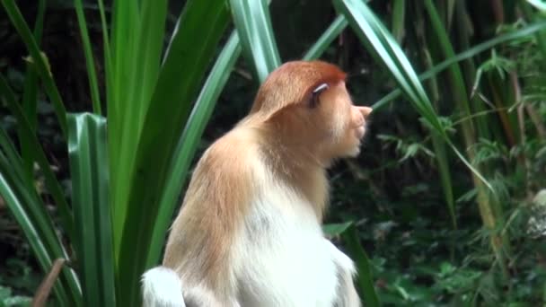 Ritratto ravvicinato di scimmia Proboscide Selvatica o Nasalis larvatus. — Video Stock