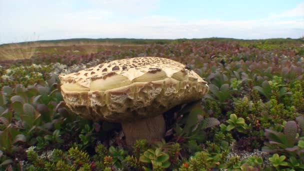 Grote paddenstoel tussen het groene gras — Stockvideo