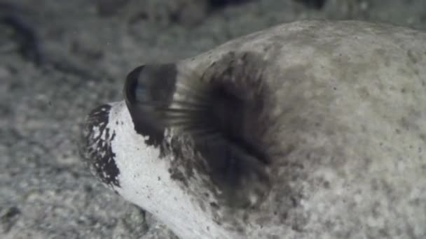 Boxfish na rafie w poszukiwaniu pożywienia. — Wideo stockowe