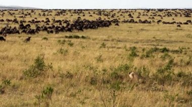 Afrikalı bufalo sürüsünü takip eden büyük bir dişi aslan..