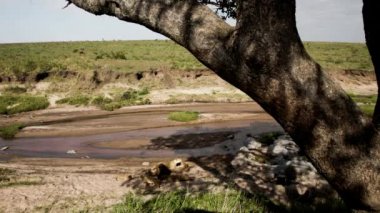 Bir aslan sürüsü Afrika 'nın bozkırlarında safaride oturuyor..