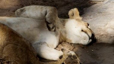 Bir aslan sürüsü Afrika 'nın bozkırlarında safaride oturuyor..