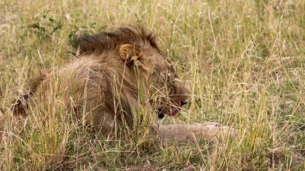 Bir aslan sürüsü Afrika 'nın bozkırlarında safaride oturuyor.. — Stok video