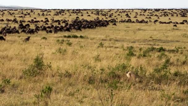 Een grote leeuwin stalkende kudde Afrikaanse buffels. — Stockvideo