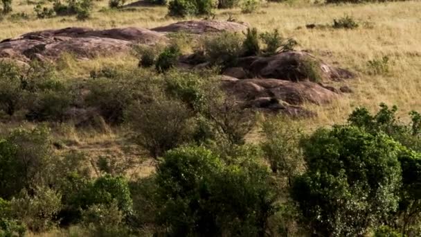 Een grote leeuwin stalkende kudde Afrikaanse buffels. — Stockvideo