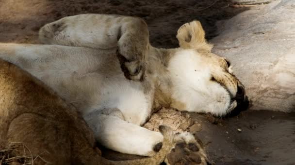 Een trots leeuwen zit op de savanne vlakten van Afrika op safari. — Stockvideo