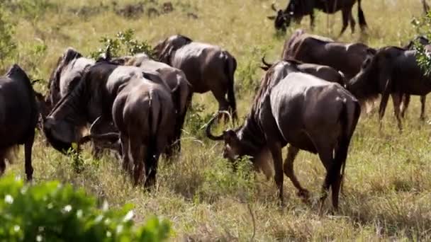 Een groep Afrikaanse buffels die gras eten. — Stockvideo