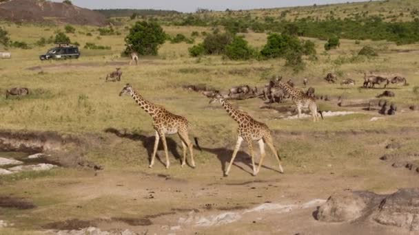 长颈鹿和水牛在国家公园里吃草. — 图库视频影像