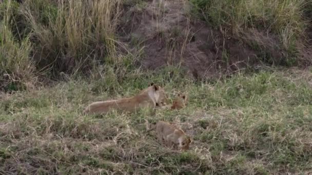 Bir grup aslan yavrusu ve yetişkin bir dişi aslan.. — Stok video