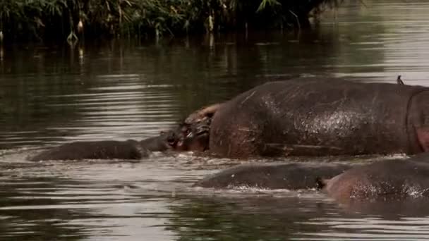 Une famille d'Hippos nageant dans un lac. — Video