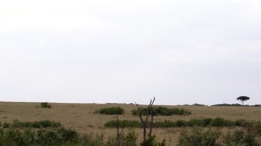 Ölü bir ağaçta oturan kuş suratlı bir akbaba..