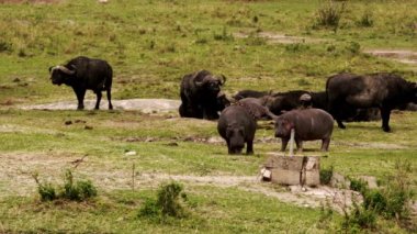 Etrafta dolaşan bir grup su aygırı ve bufalo..