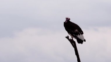 Ölü bir ağaçta oturan kuş suratlı bir akbaba..
