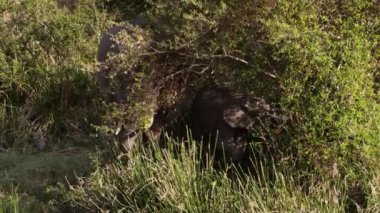 Ağaçların arasında yürüyen bir grup fil..