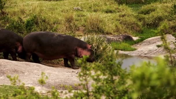 Een groep nijlpaarden en buffels die rondlopen. — Stockvideo