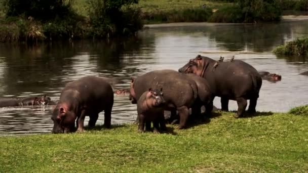 Duży hipopotam z ptakiem na plecach.. — Wideo stockowe