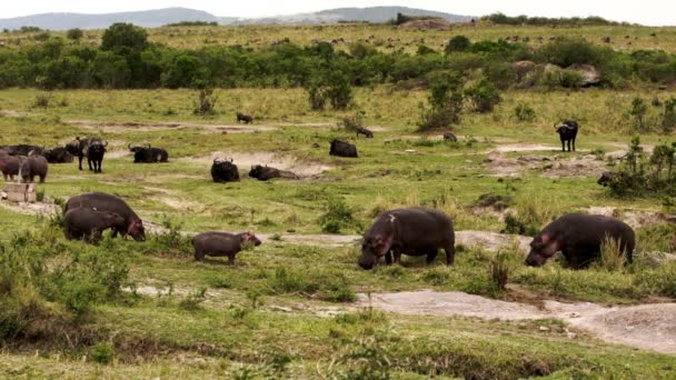 Un grupo de hipopótamos y búfalos caminando. — Vídeos de Stock