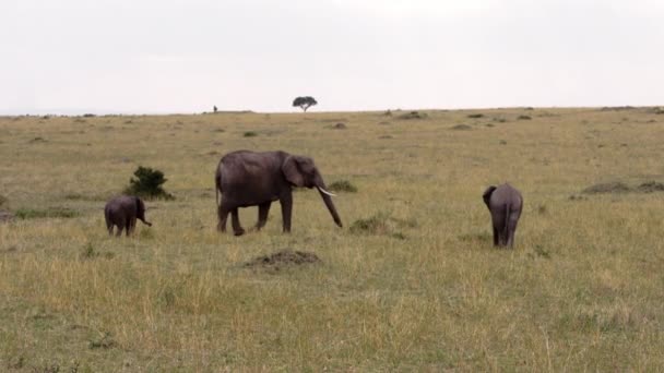 Слон ходит и ест на зеленом поле. — стоковое видео