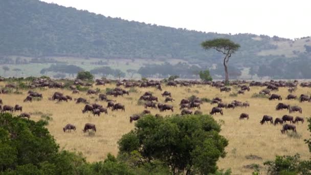 Afrikanska bufféer och zebror som vallfärdar i en savann. — Stockvideo