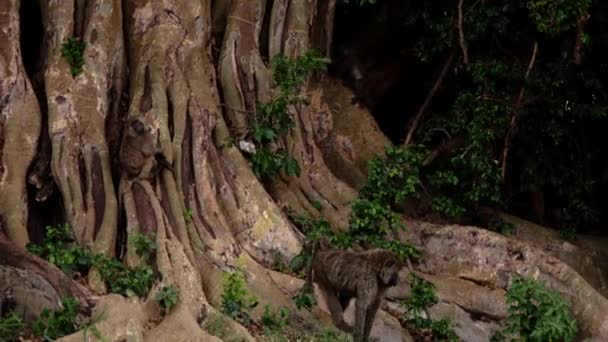 Babuinos trepando alrededor de un árbol subsahariano. — Vídeo de stock