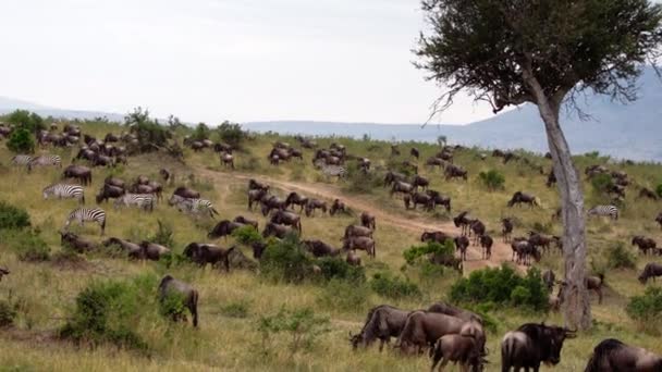 Búfalos africanos y cebras pastoreando en una sabana. — Vídeo de stock