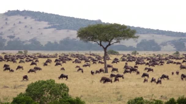 Africké buvoly a zebry pasoucí se v savaně. — Stock video