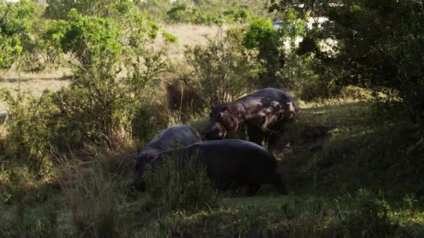 Un gruppo di elefanti che camminano tra gli alberi. — Video Stock
