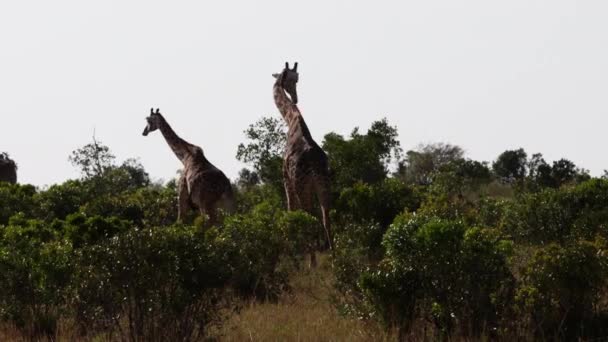 Jirafas frotando cuellos y caminando en una línea de árboles. — Vídeos de Stock