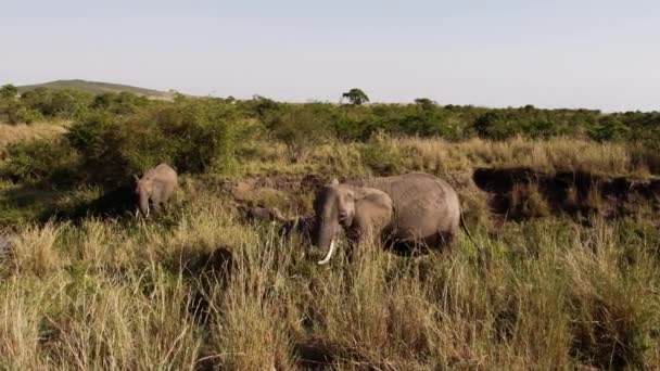 Un gruppo di elefanti che camminano tra gli alberi. — Video Stock