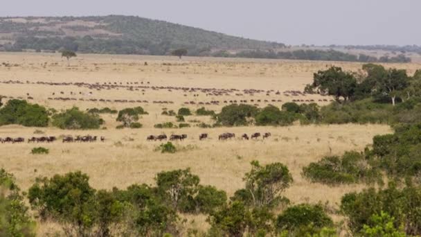 Skutt av et kenyansk felt med mange afrikanske bøfler. – stockvideo