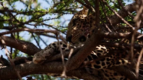 Un gran leopardo tendido en un árbol alto y frondoso. — Vídeos de Stock